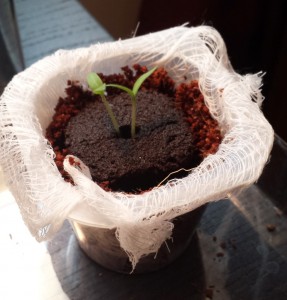 A Rapid Rooter surrounded by coco coir in an improvised cup lined with cheesecloth.