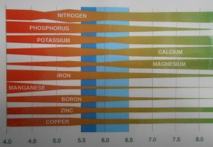 pH gradient